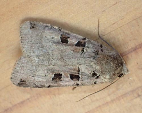 Xestia triangulum